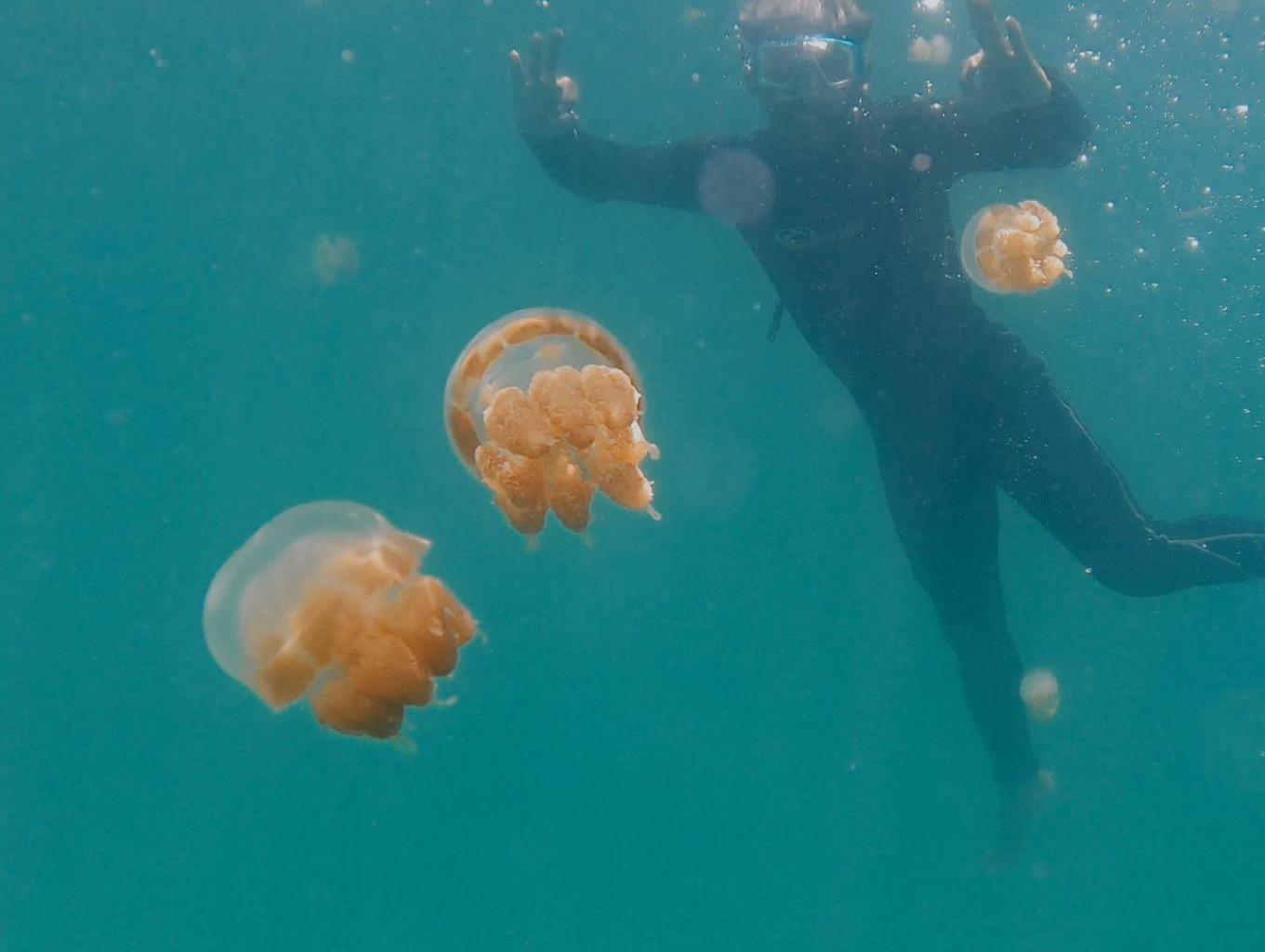 “Pulau Derawan Jadi Favorit Baru Wisatawan Lokal, Tawarkan Snorkeling dengan Penyu dan Ubur-Ubur Tak Menyengat”